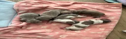 Miniature Dachshund dogs for sale: 5 beautiful puppies - Advert 1