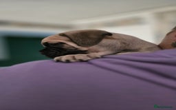 Bullmastiff dogs for sale: Bullmastiff Puppies  - Image 12