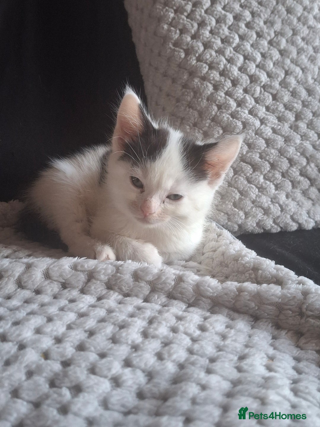 Mixed Breed cats for sale: Mother & Daughter Cat, Looking for a Loving Home - Advert 2