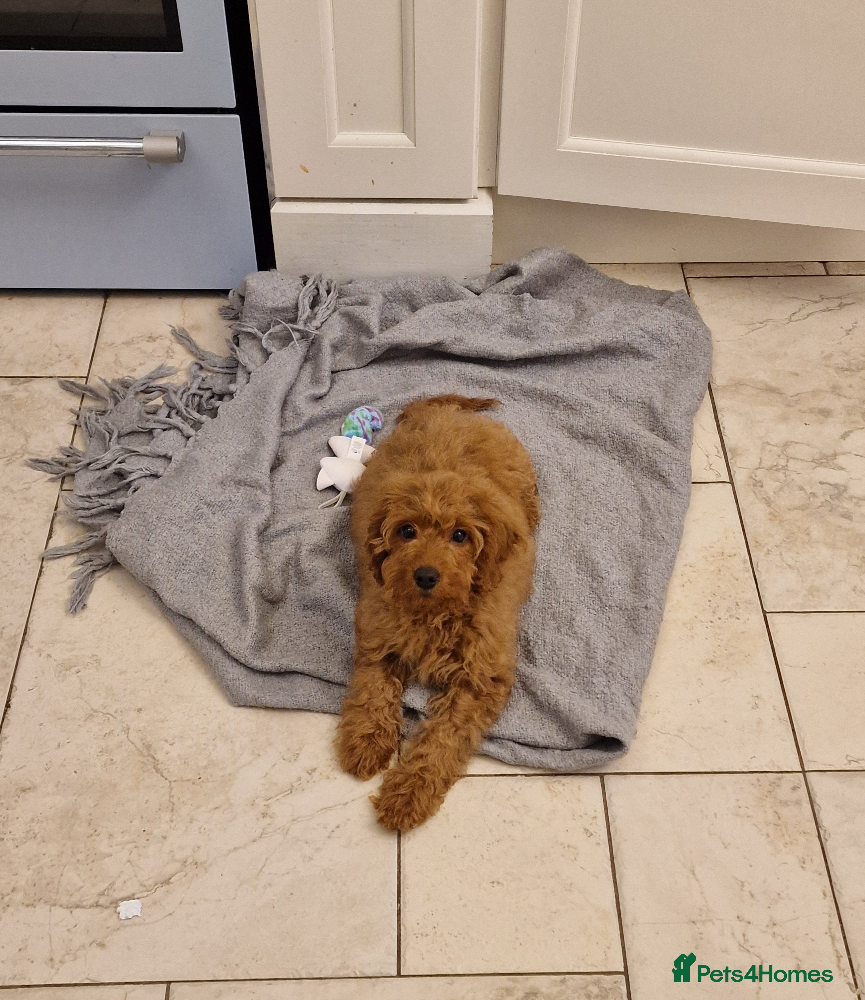 Cockapoo dogs Beautiful F1 Cockapoo puppies - Advert 1