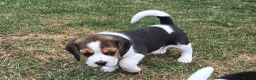 Beagle dogs for sale: Gorgeous KC reg puppies - Advert 10