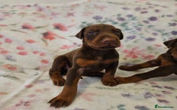 Dobermann dogs for sale: Elite Class World Champion Pedigree Pups KC'D - Image 10