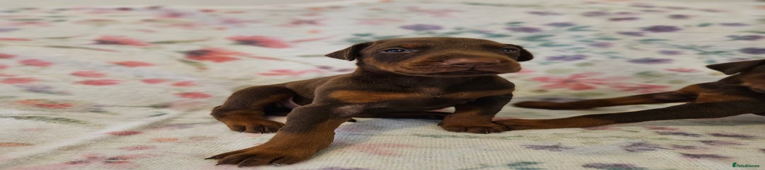 Dobermann Puppy 6