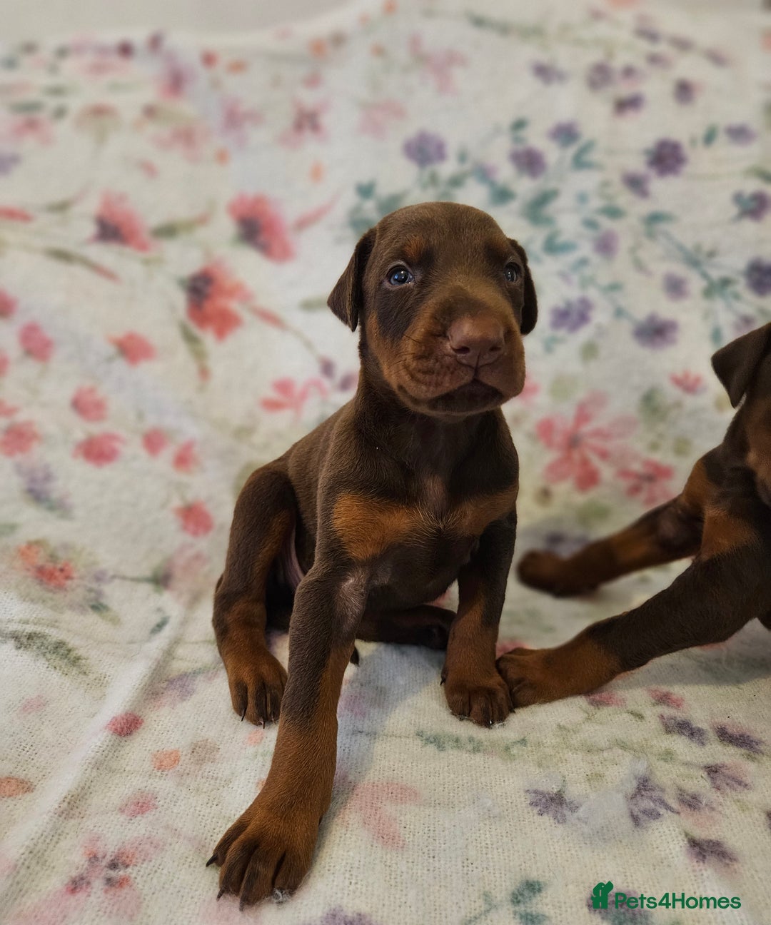 Dobermann dogs for sale: Elite Class World Champion Pedigree Pups KC'D - Image 10