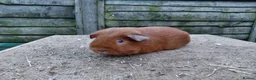 Guinea Pig rodents for sale: PE Golden and Abyssinians Available   - Advert 1
