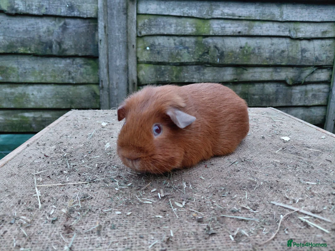 Guinea Pig rodents for sale: PE Golden and Abyssinians Available   - Advert 1
