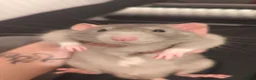 Rat rodents for sale: 2 male rats for rehome in Bristol - Advert 1