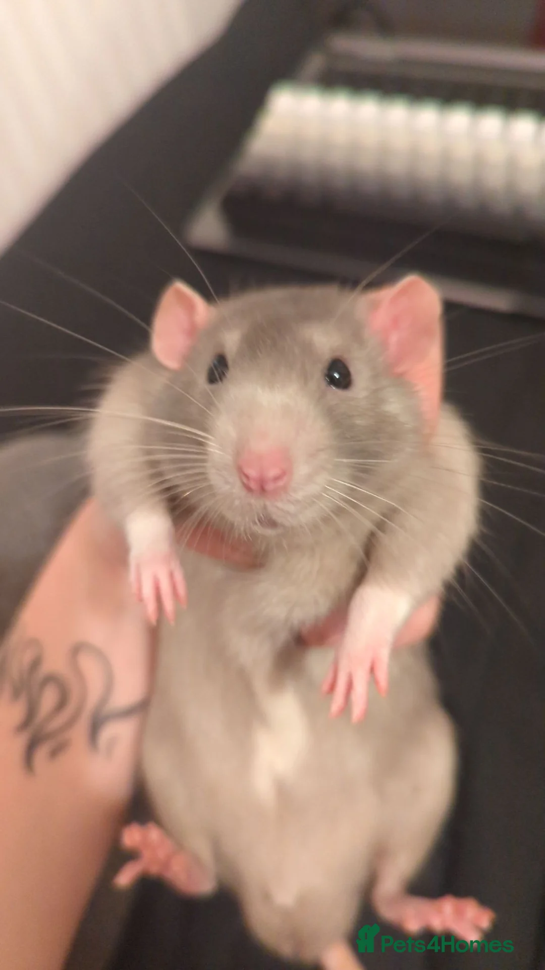 Rat rodents for sale: 2 male rats for rehome in Bristol - Advert 1
