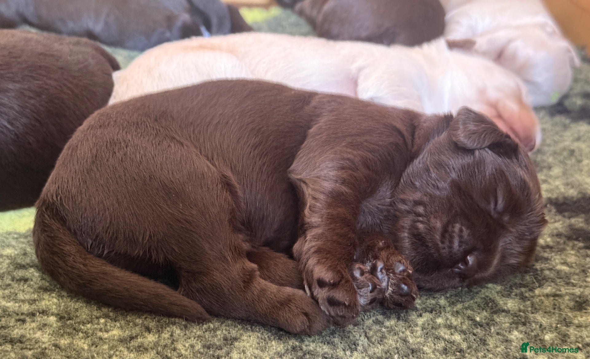 Australian Labradoodle dogs     🐾 Adorable Australian Labradoodle Puppies  - Advert 1