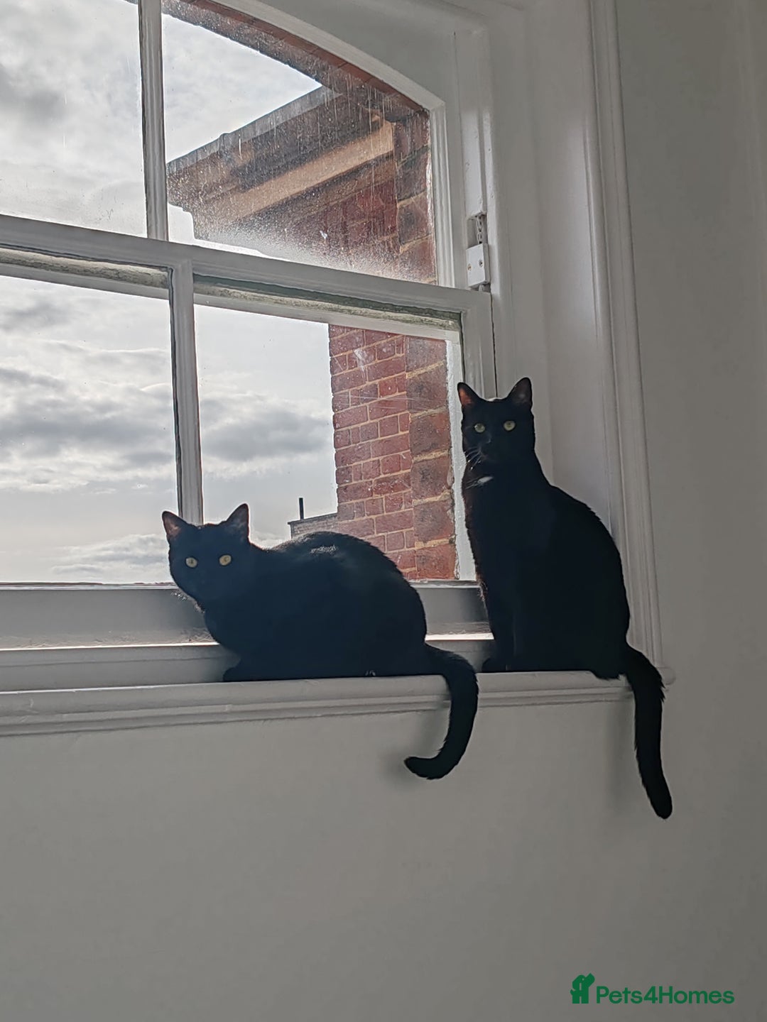 British Shorthair cats for sale: 2 Black Males cats - Image 8