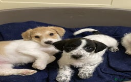 Jackapoo dogs for sale: @@GORGEOUS JACKAPOO PUPPIES@@ - Advert 4