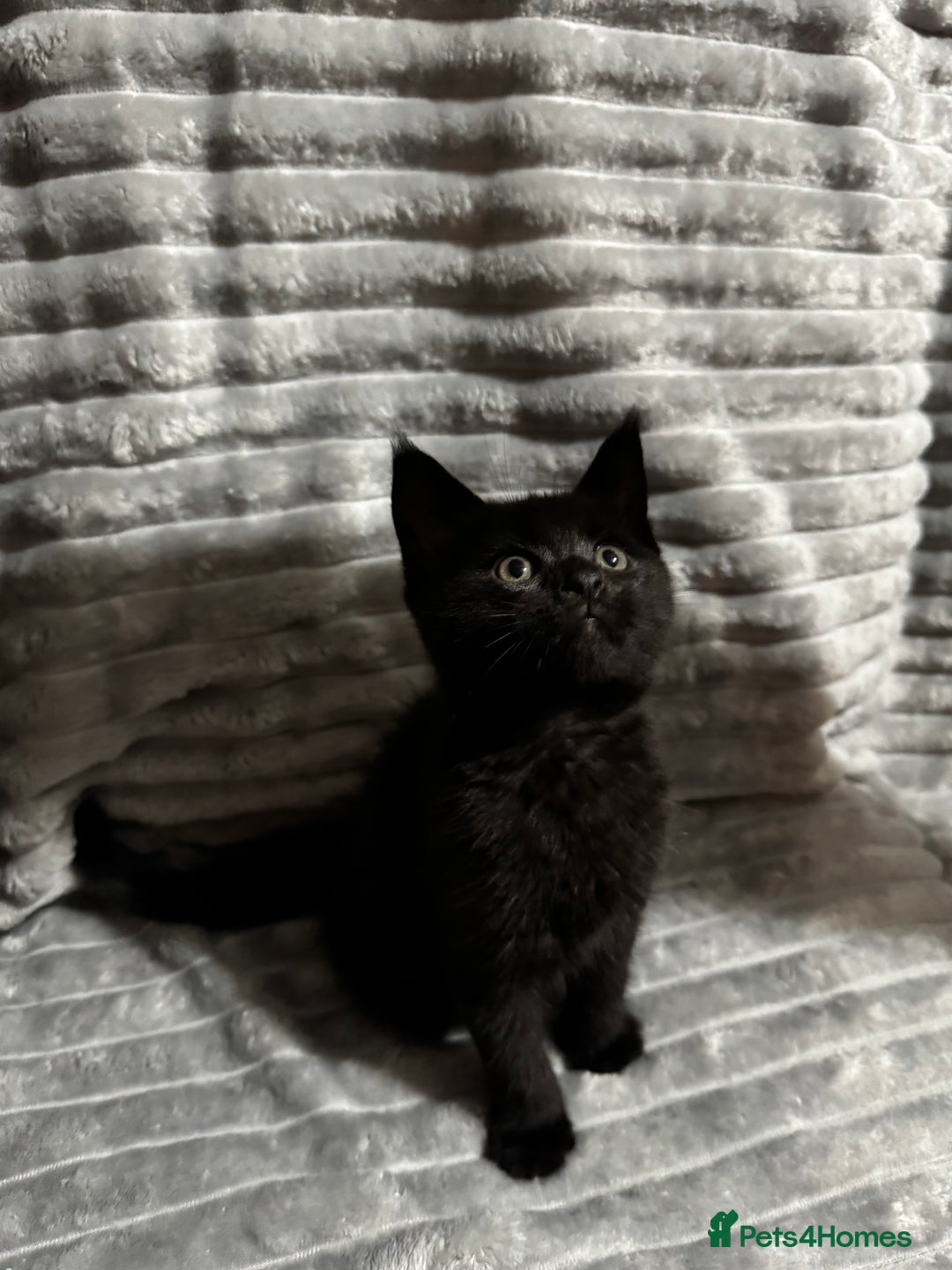 Mixed Breed cats for sale: British short hair cross Maine coon  - Advert 10