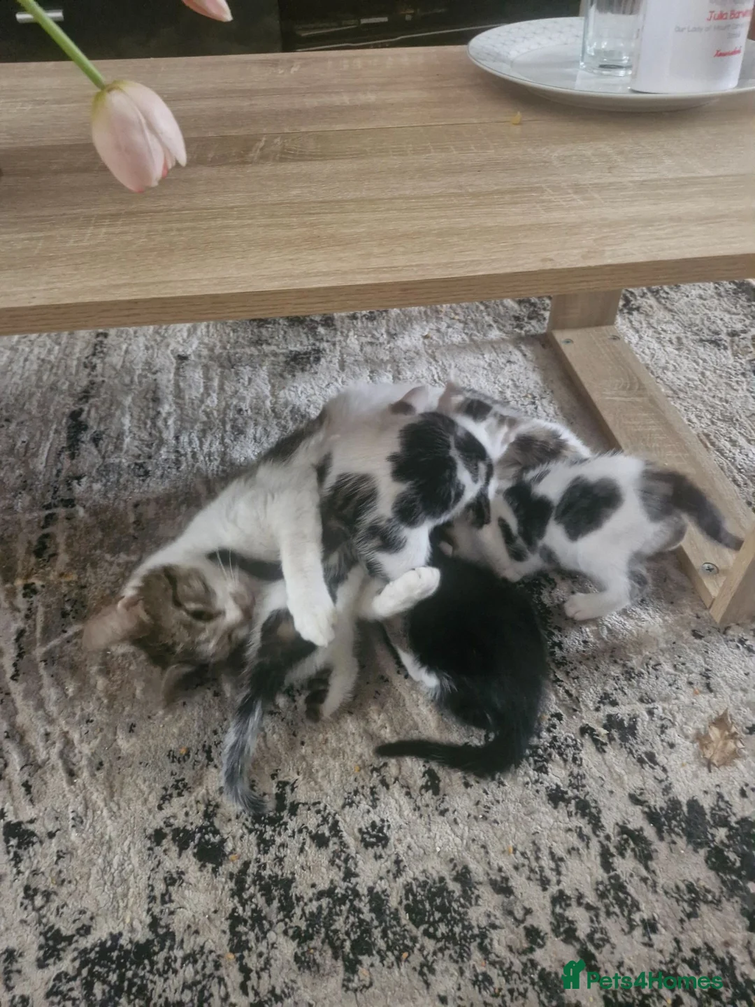 Mixed Breed cats for sale: Last boy left  - Advert 3