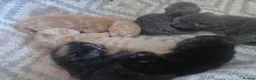 Mixed Breed cats for sale: Kittens - Advert 2