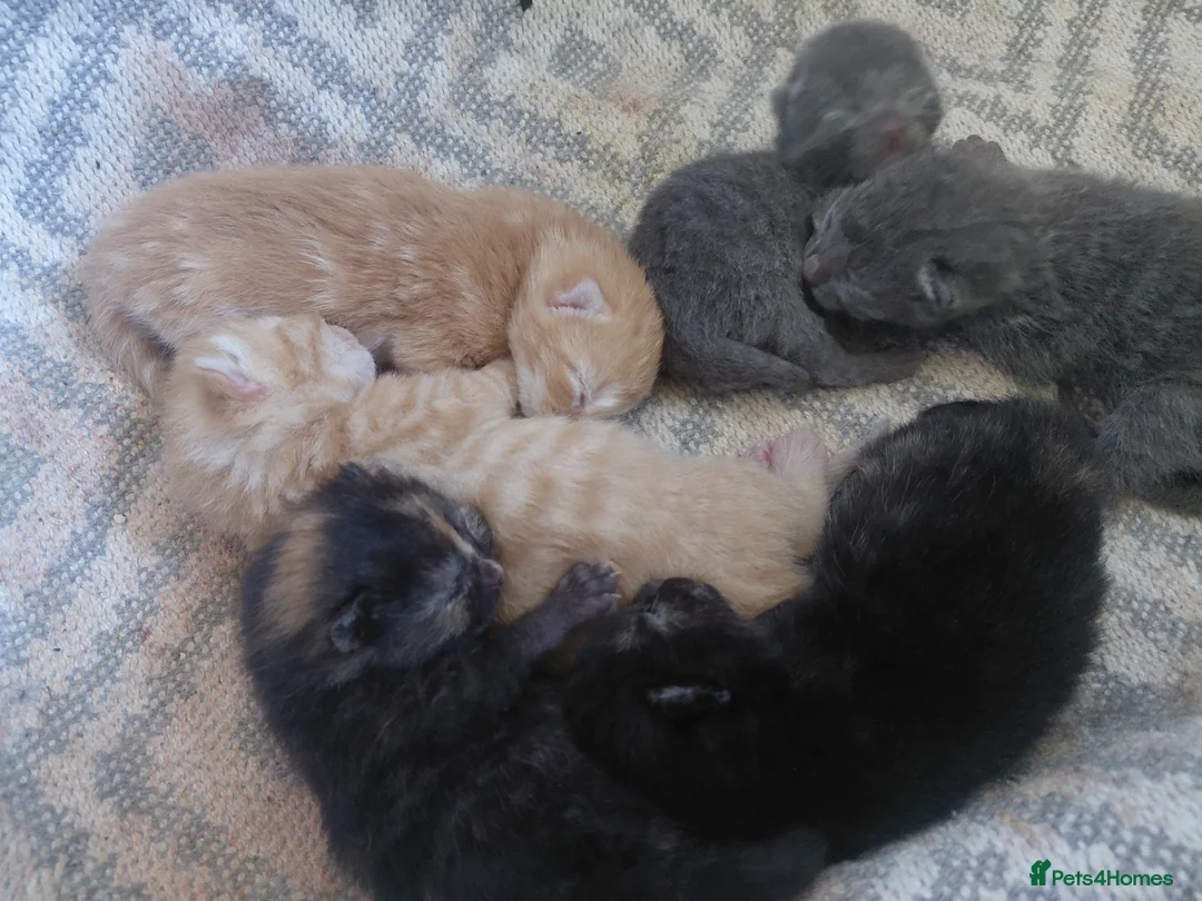 Mixed Breed cats for sale: Kittens - Advert 2