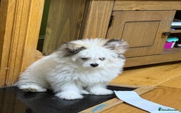 Pomchi dogs for sale: Pomeranian  - Image 3
