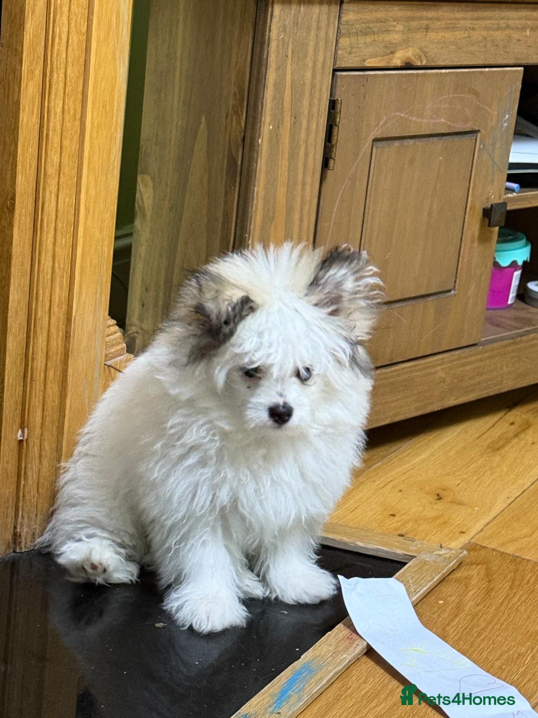 Pomchi dogs for sale: Pomeranian  - Image 3