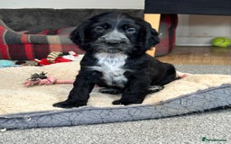 Cocker Spaniel dogs for sale: Handsome cocker spaniel boys - Image 7
