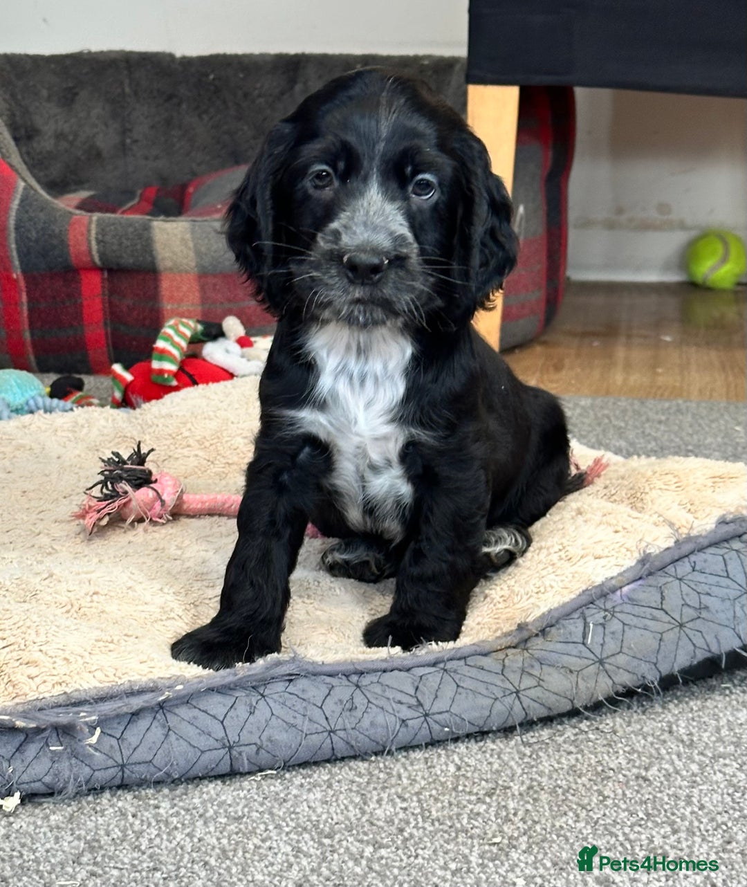 Cocker Spaniel dogs for sale: Handsome cocker spaniel boys - Image 7