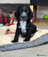 Cocker Spaniel dogs - Advert 2