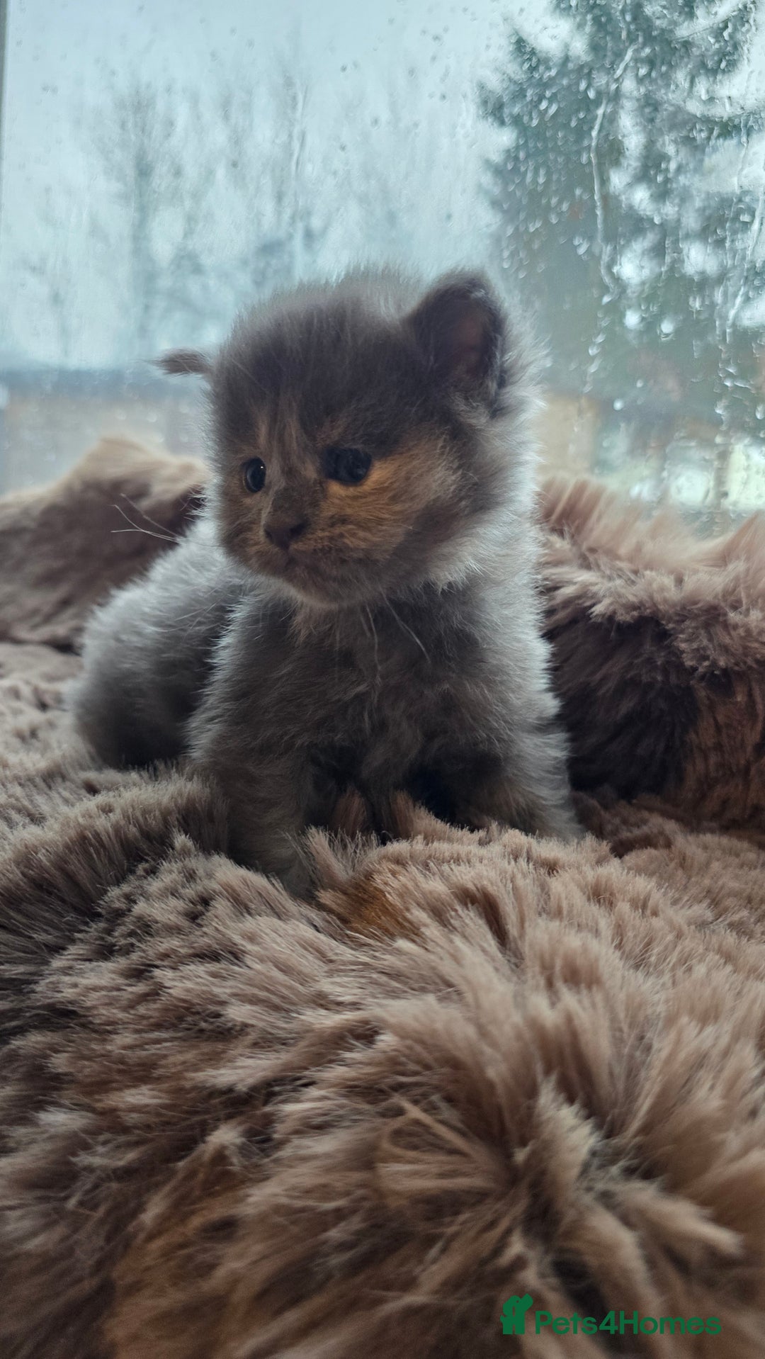 Maine Coon cats for sale: Stunning Mainecoons - Advert 7