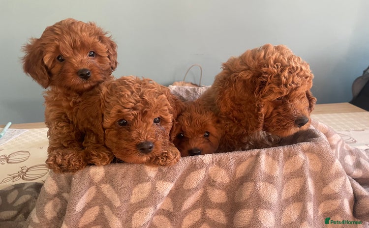 Cavapoo dogs - Advert 2