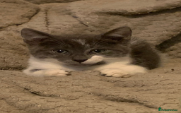 Siamese cats for sale: kittens for sell  - Image 7