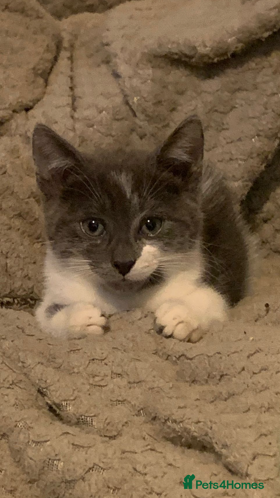 Siamese cats for sale: kittens for sell  - Image 7