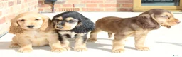 Cocker Spaniel dogs for sale: Kennel Club Registered Show Type Cocker puppies - Advert 15