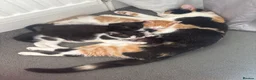 Mixed Breed cats for sale: Baby girl kittens - Advert 9