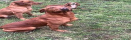 Labrador Retriever dogs for stud: Royal Red gun dog for stud - Advert 1