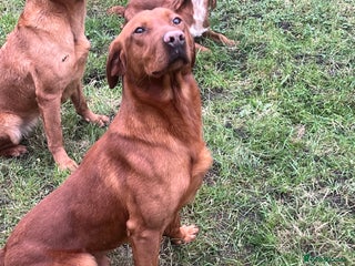 Labrador Retriever dogs for stud - Advert 1