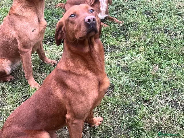 Labrador Retriever dogs Royal Red gun dog for stud - Advert 4