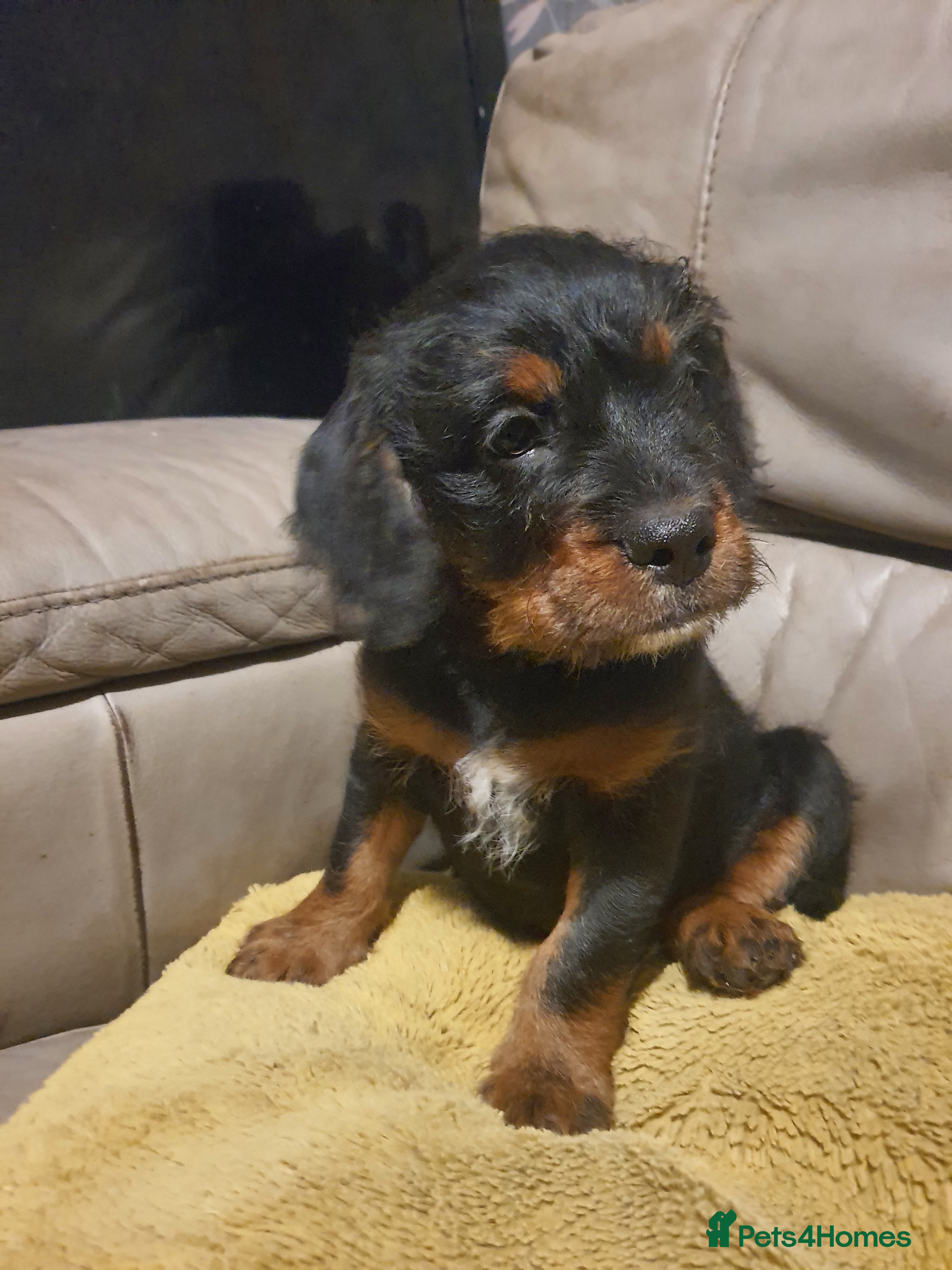 Mixed Breed dogs Beautiful boodle girl - Advert 1