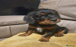 Mixed Breed dogs for sale: Beautiful boodle girl - Image 1