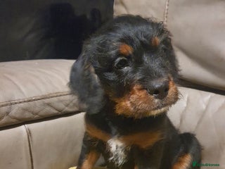 Mixed Breed dogs - Advert 1