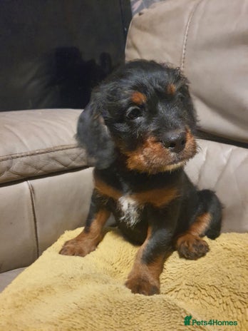 Mixed Breed dogs - Advert 1