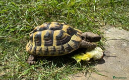 Hermann Tortoise reptiles for sale: Hermanns Tortoises 2016-2018 - Image 6