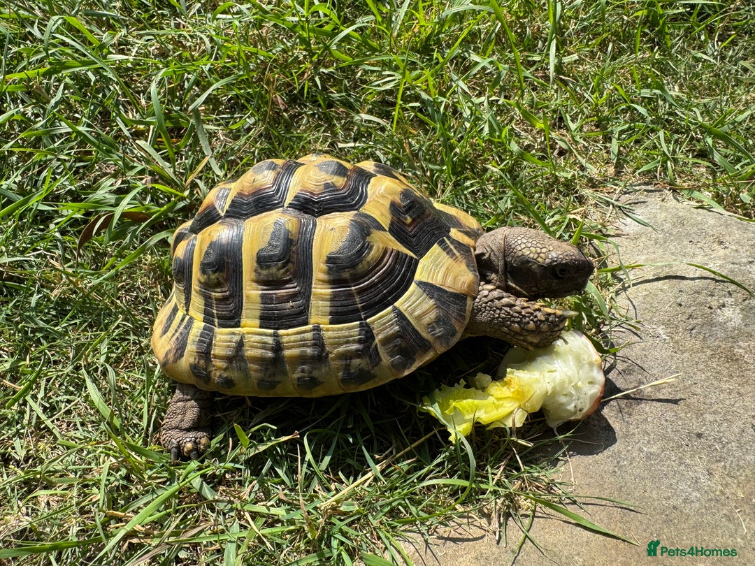 Hermann Tortoise reptiles for sale: Hermanns Tortoises 2016-2018 - Image 6