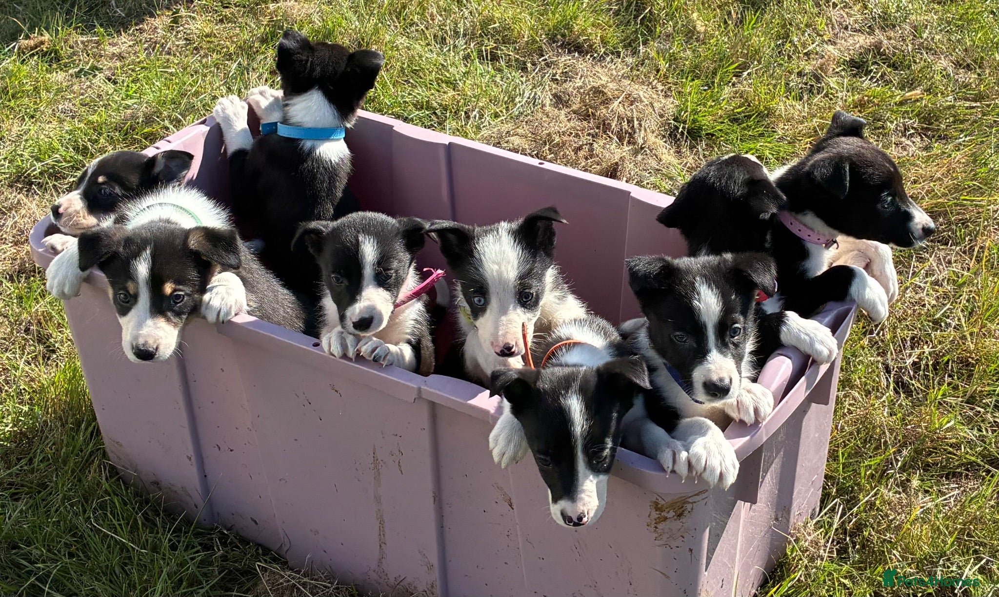 Border Collie dogs Border Collie Pups - Farm reared from working dogs - Advert 1