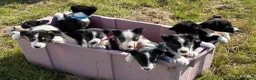 Border Collie dogs for sale: Border Collie Pups - Farm reared from working dogs - Advert 13