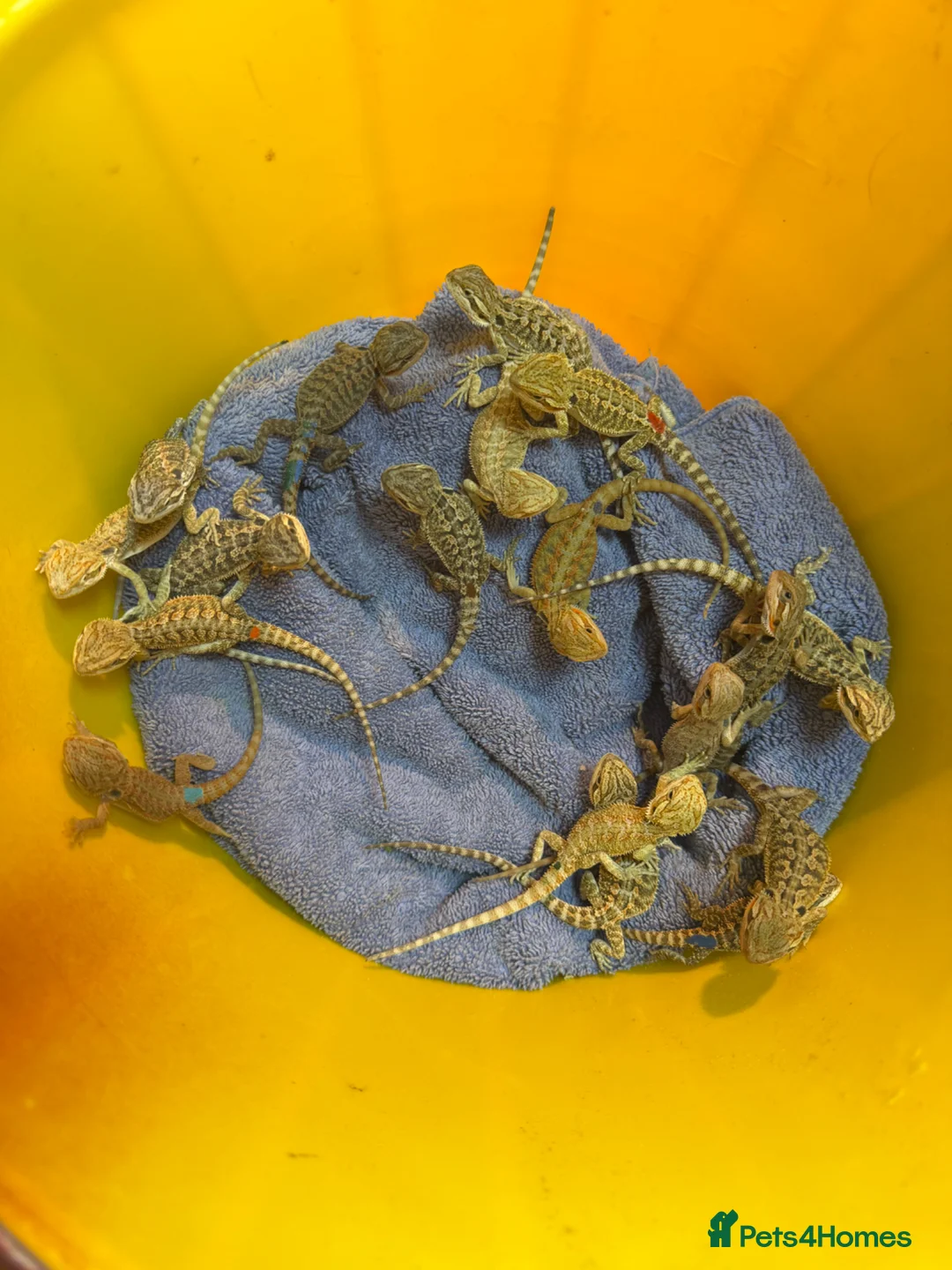 Bearded Dragon reptiles for sale: Trans Hypo Bearded Dragons - Advert 1