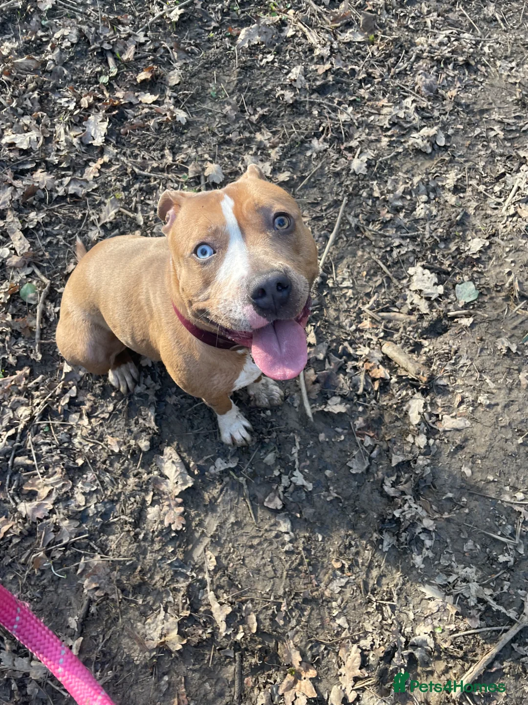 Staffordshire Bull Terrier dogs for sale: Blue fawn Staffordshire bull terrier puppies  - Advert 36