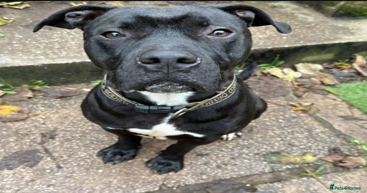 American Bull Staffy Dogs for adoption in Cheltenham, Gloucestershire ...
