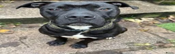 American Bull Staffy dogs for adoption: Meet Gomez, currently residing in Wiltshire  in Chippenham - Advert 1