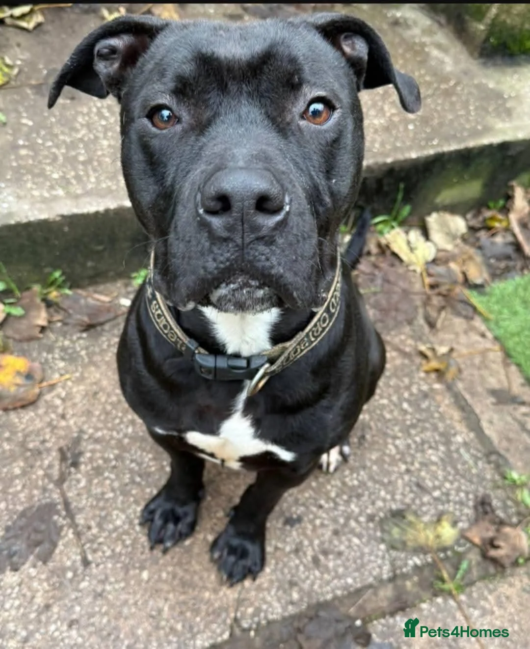 American Bull Staffy dogs for adoption: Meet Gomez, currently residing in Wiltshire  in Chippenham - Advert 1