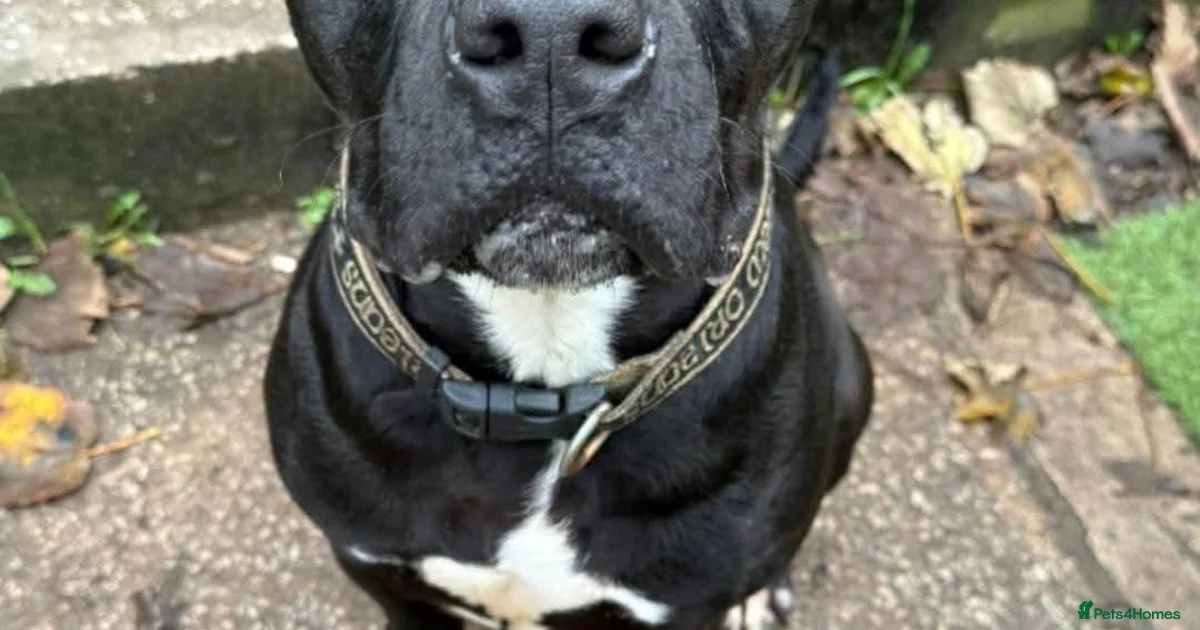 Cheltenham Races Location American Bull Staffy Dogs for adoption in Cheltenham, Gloucestershire ...