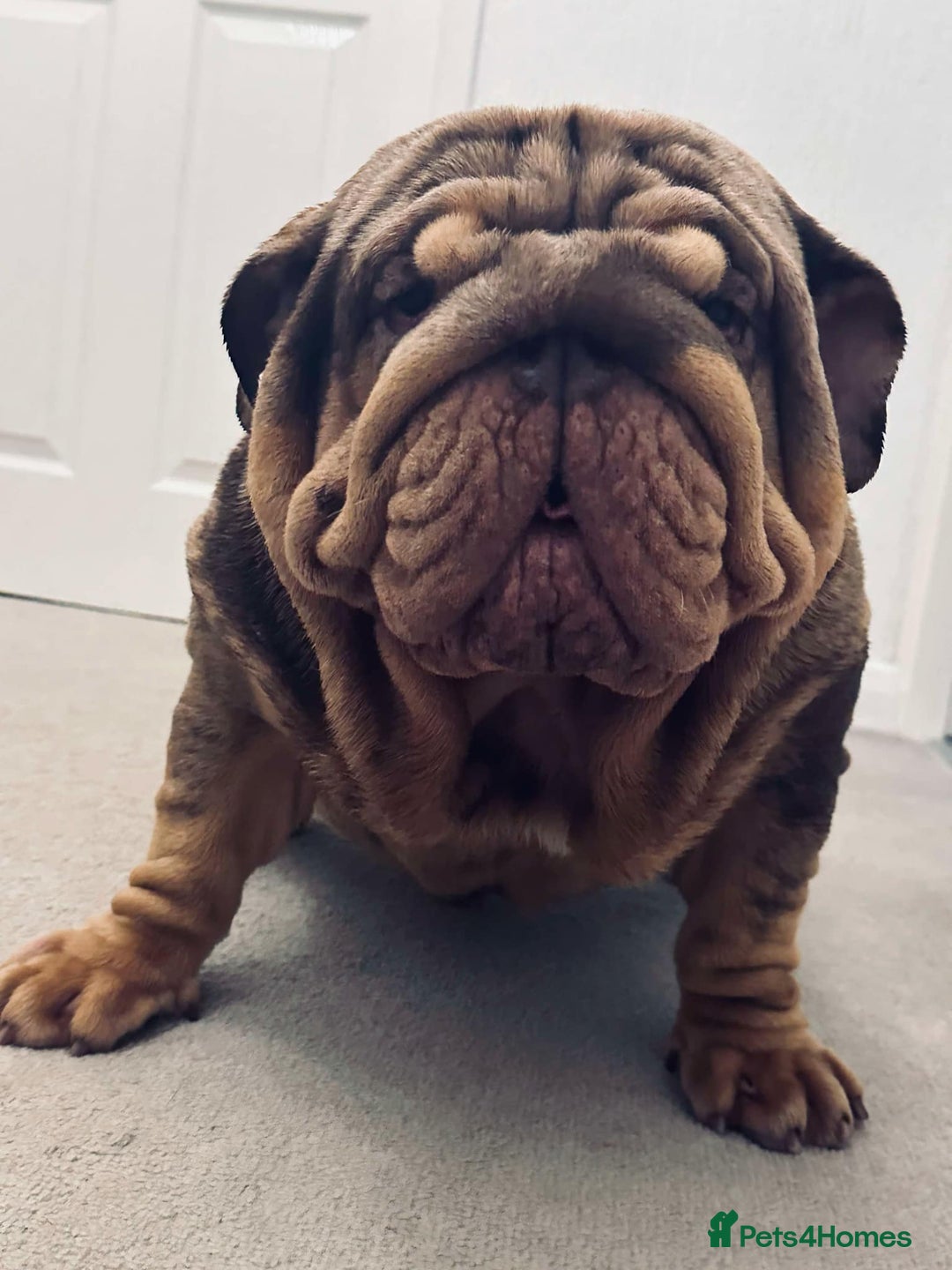 English Bulldog dogs for sale: Our girls looking for a warm sofa and full love ❤️ - Advert 25