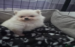 Pomeranian dogs for sale: Gorgeous Pomeranian puppies - Image 24