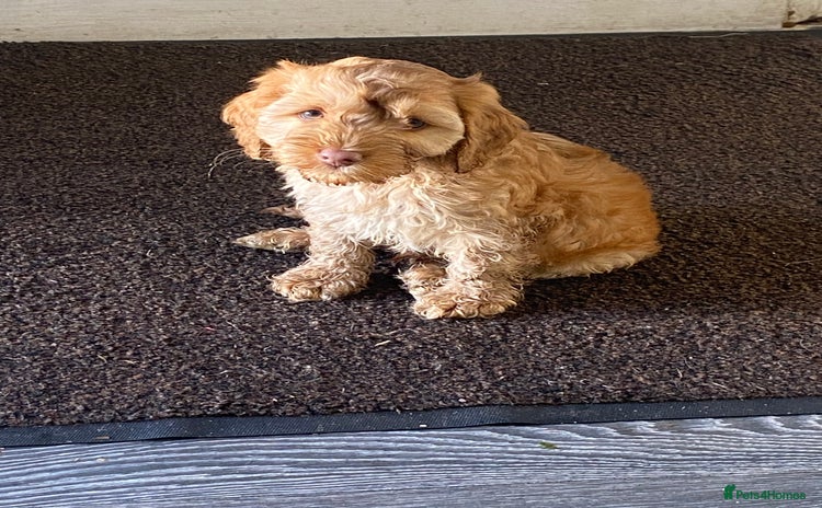 Cockapoo dogs - Advert 12